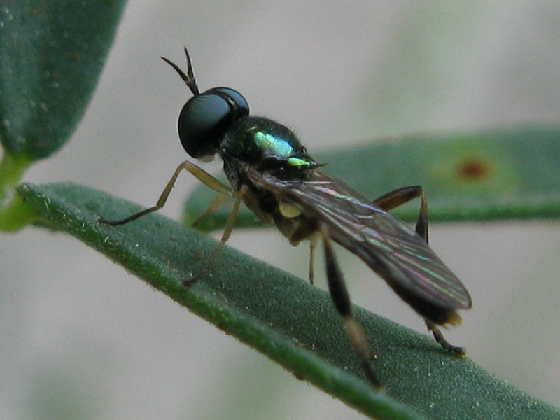 Chorisops sp M (Stratiomyidae)